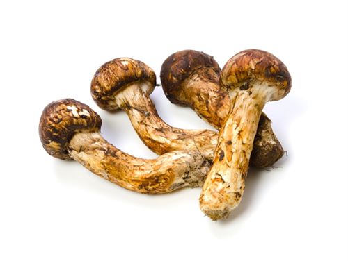 松茸Matsutake