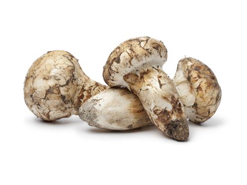 松茸Matsutake