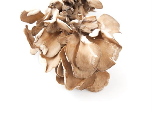 舞茸（灰树花）Maitake