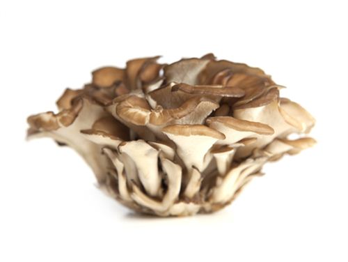 舞茸（灰树花）Maitake