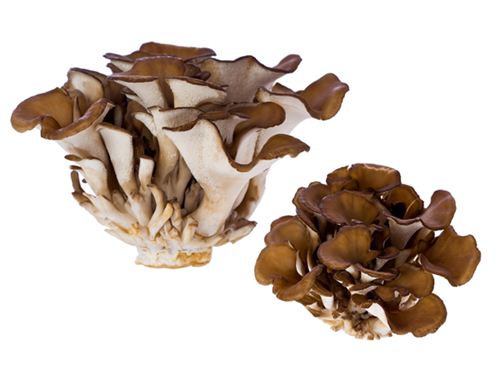 舞茸（灰树花）Maitake