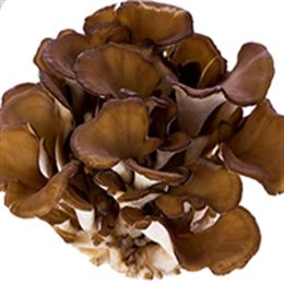 舞茸（灰树花）Maitake